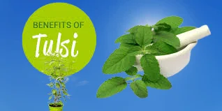Important Benefits of Tulsi