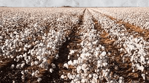 Facts about cotton