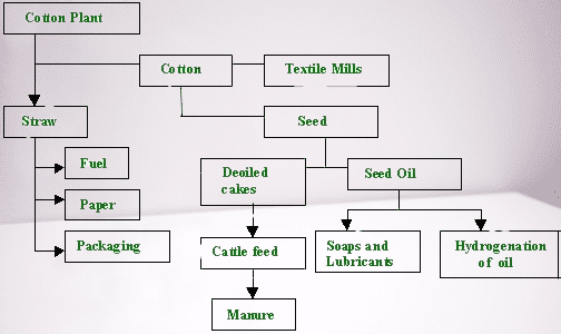 Importance of Cotton